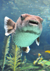 Puffer fish swimming in a water tank
