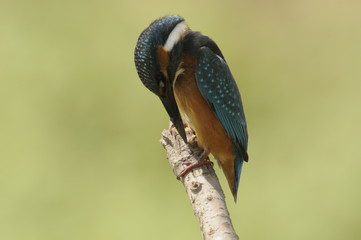 The Common Kingfisher (Alcedo atthis)