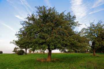 appletree