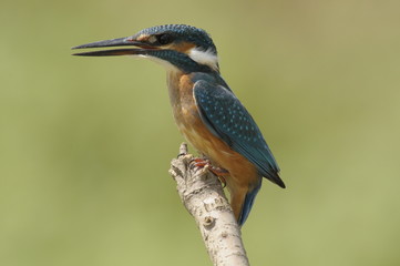 The Common Kingfisher (Alcedo atthis)