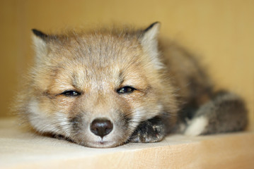 Young Red Fox