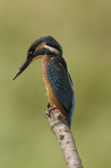 The Common Kingfisher (Alcedo atthis)