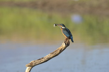 The Common Kingfisher (Alcedo atthis)