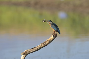 The Common Kingfisher (Alcedo atthis) with fish