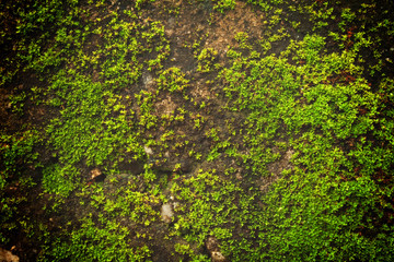 moss