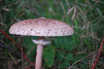 Pilz