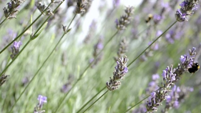 Lavandes macro et bourdon - Vid&eacute;o HD