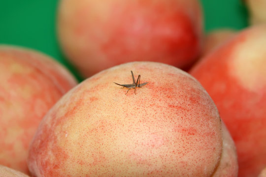 a locust on the surface of peach
