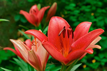 Pink lily in flowerbed. During midsummer