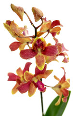 orchidée, fond blanc