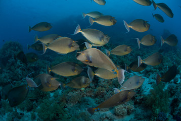 Fototapeta na wymiar Schooling unicorn fish, Red Sea, Egypt.