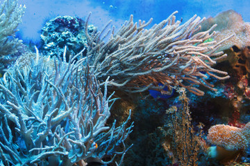 Naklejka na ściany i meble Aquarium with reef