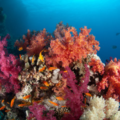 Fototapeta na wymiar Colourful tropical reef