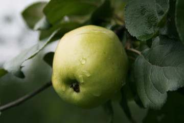 Apple after the rain