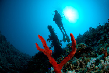 A female scuba diver exploring the  SS Dunraven shipwreck.