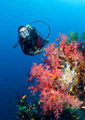 Feamle scuba diver and colourful coral reef