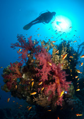 Silhouette of scuba diver above coral reef