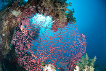 Pink Soft coral