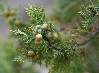 Juniper branch with berries