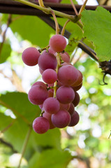 виноград