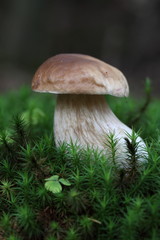 Steinpilz Hochformat