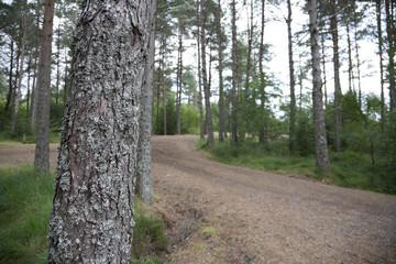 Naklejka premium Path in a forest with focus on mossy tree.