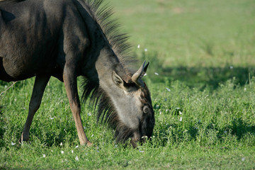 Grazing blue wildebeest