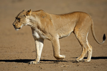 Fototapeta premium Lioness walking