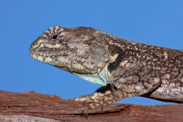 Tree agama