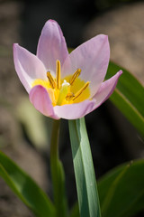 Herbstzeitlose - Colchicum autumnale