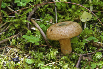 Parque nacional de La Vanoise