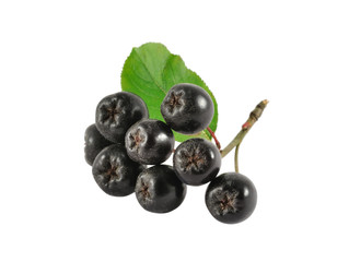 Ripe chokeberry isolated on white background