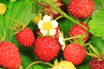 Wild strawberry group