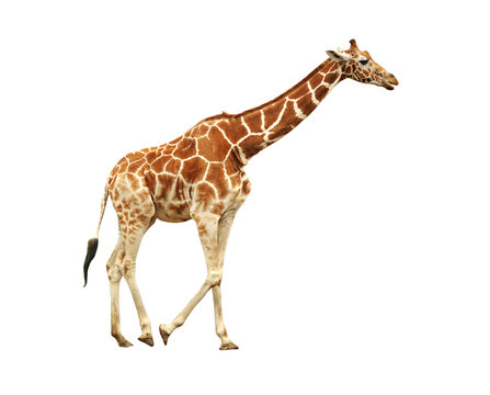 Running giraffe isolated on white background