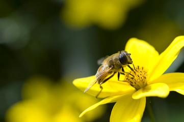 Biene auf einer Blüte
