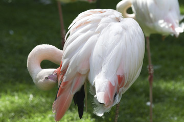 Flamingo beim putzen