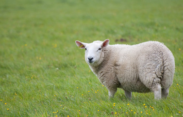 Naklejka na ściany i meble sheep on grass