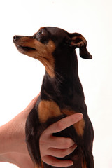 Pinscher  - profilo