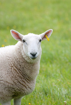 happy sheep on grass