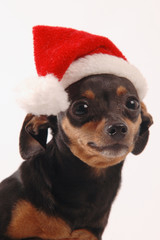 Pinscher con berretto natalizio © sery