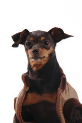 ritratto di Pinscher con cappottino © sery