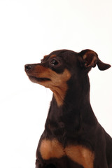 Pinscher  - profilo © sery