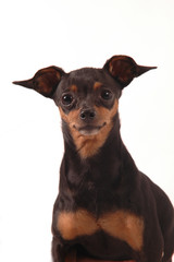 primo piano di pinscher © sery