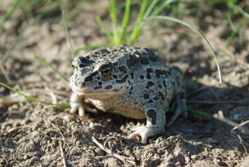 Mongolian toad