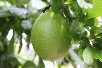 Pomelo or Citrus maxima