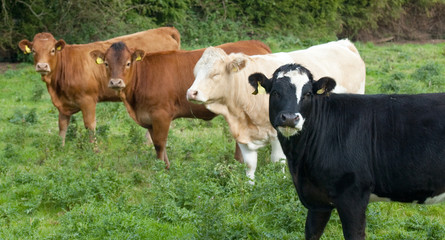 Fototapeta na wymiar cows standing in field