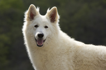 portrait de berger blanc suisse