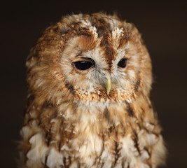 Fototapeta premium Tawny Owl