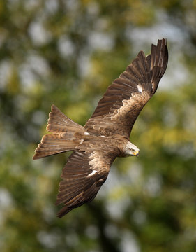 Black Kite in flight