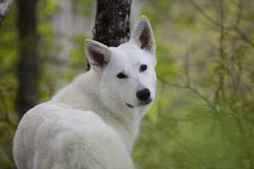 regard du berger blanc suisse
